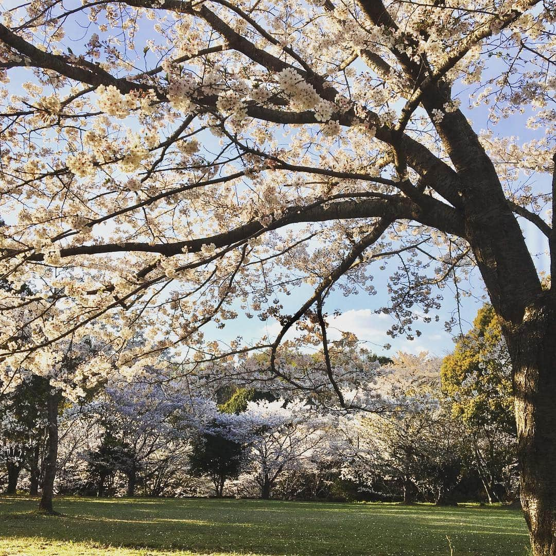 常盤よしこさんのインスタグラム写真 - (常盤よしこInstagram)「花見〜🌸 #さくら#熊本桜#花見」4月3日 17時28分 - yoshiko.tokiwa