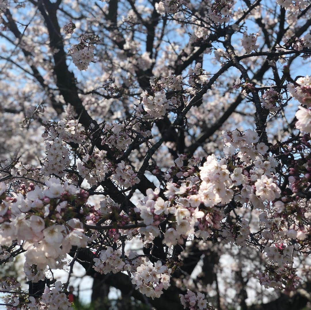 市井紗耶香さんのインスタグラム写真 - (市井紗耶香Instagram)「子どもたちのベストショットが 撮れるともうお腹いっぱい 気持ちがいっぱいとなるのは 私だけ⁇  なんやかんやで春休み 全員揃ったのたったの1日だけだったけど、美しい桜と菜の花畑に魅了され 頭の中が『幸』になってます。  #子育て #ベストショット #お花見 #兄弟多いと誰かしら目つぶったり外れてたり #母心 #4姉弟妹  #埼玉県 #幸手市権現堂 #桜堤」4月3日 17時42分 - sayakaichii