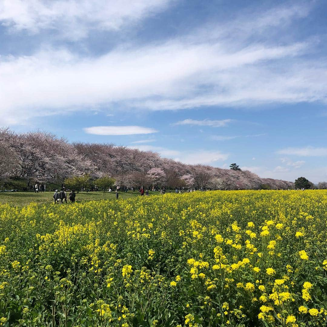 市井紗耶香さんのインスタグラム写真 - (市井紗耶香Instagram)「子どもたちのベストショットが 撮れるともうお腹いっぱい 気持ちがいっぱいとなるのは 私だけ⁇  なんやかんやで春休み 全員揃ったのたったの1日だけだったけど、美しい桜と菜の花畑に魅了され 頭の中が『幸』になってます。  #子育て #ベストショット #お花見 #兄弟多いと誰かしら目つぶったり外れてたり #母心 #4姉弟妹  #埼玉県 #幸手市権現堂 #桜堤」4月3日 17時42分 - sayakaichii