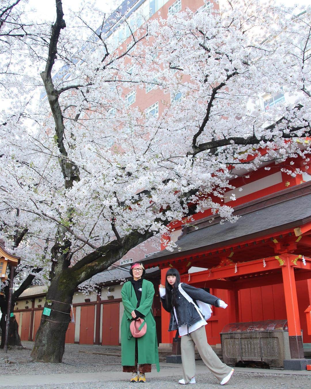 松浦志穂のインスタグラム：「花園神社。満開でございます💁‍♀️🌸🌸 ・ #花見 #令和」