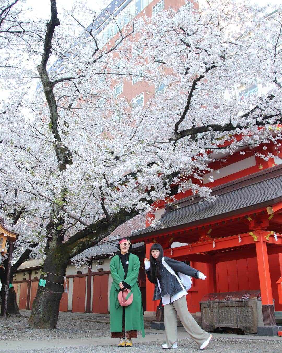 松浦志穂さんのインスタグラム写真 - (松浦志穂Instagram)「花園神社。満開でございます💁‍♀️🌸🌸 ・ #花見 #令和」4月3日 17時51分 - matushiho