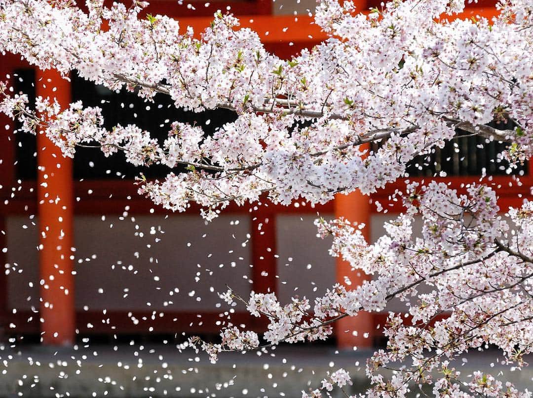 のインスタグラム：「⠀ A fragrant spring breeze quietly scatters the cherry blossoms🌸 #JAL #MyAprilAdventure ⠀ ⠀ 桜吹雪も桜の魅力の一つ🌸 . . Post your memories with #FlyJAL ⠀ ⠀ #JapanAirlines #japan #toriigate #sakura #springhascome #springisintheair」
