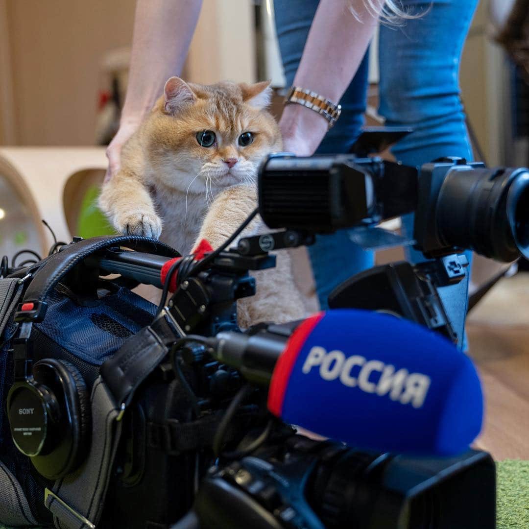 Hosicoさんのインスタグラム写真 - (HosicoInstagram)「It seems me to be on TV soon 🙄📺」4月3日 17時59分 - hosico_cat