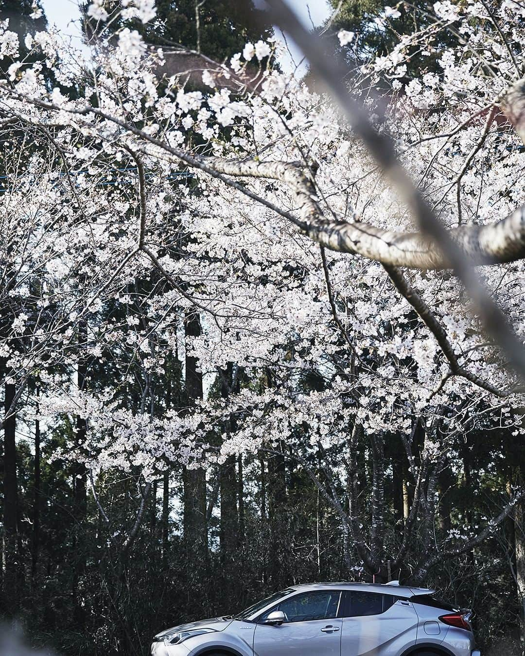 TOYOTAさんのインスタグラム写真 - (TOYOTAInstagram)「サクラドライブ #🚗 #🌸 . フォロワーの中から #トヨタグラム をつけて投稿されたトヨタ車をストーリーズでシェアしています📷✨ みなさんの写真をお待ちしております！ . . . #トヨタ #toyota #トヨタグラム #chr #宮崎 #miyazaki #天ケ城公園 #桜 #さくら #サクラ #cherryblossom #お花見 #花 #はなまっぷ #はなまっぷ桜2019 #春 #spring #車のある風景 #ドライブ」4月3日 18時00分 - toyota_jp