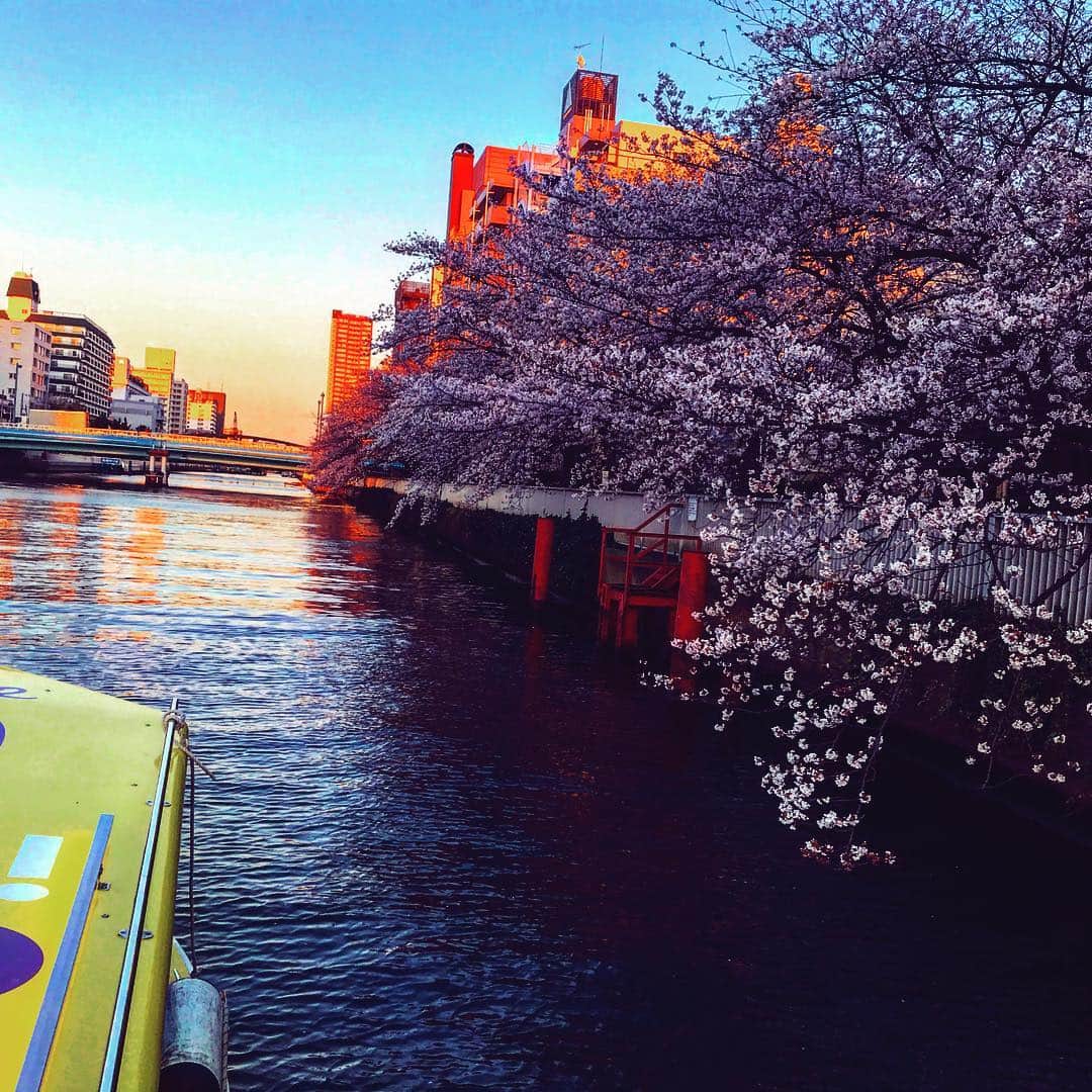 TOKYO WATER TAXIさんのインスタグラム写真 - (TOKYO WATER TAXIInstagram)「とっておきの桜🌸スポット まだまだ満開手前^_^ 来週まで楽しめそうです。 #tokyo  #小名木川 #tokyowatertaxi #お花見クルーズ #2隻でタンデム運航」4月3日 17時54分 - tokyowatertaxi
