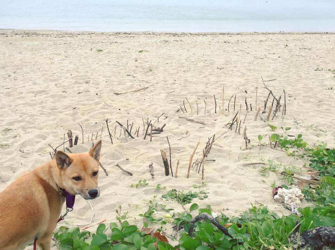 田辺あゆみさんのインスタグラム写真 - (田辺あゆみInstagram)「🌊 だれが作ったんだろうね。 かわいい木の囲いが砂浜にありました。 #agnesmix」4月3日 17時57分 - _ayumitanabe_