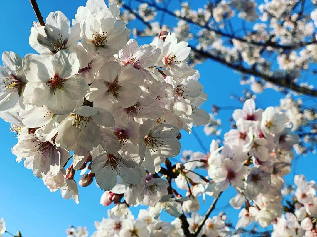 黒須洋壬さんのインスタグラム写真 - (黒須洋壬Instagram)「SAKURA #花見3回目 #sakura  #cherryblossom」4月3日 17時57分 - xross