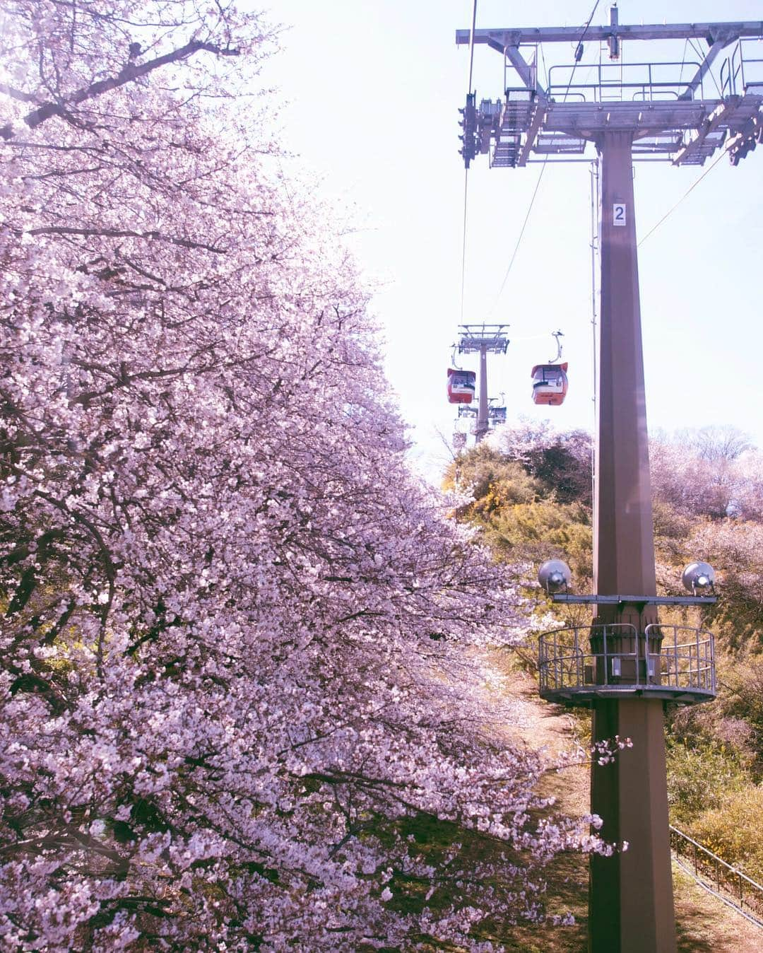 masayaさんのインスタグラム写真 - (masayaInstagram)「Yomiuriland Tokyo  よみうりランド #桜 #cherryblossoms #sakura #japan #tonyo #flower」4月3日 23時24分 - moonlightice