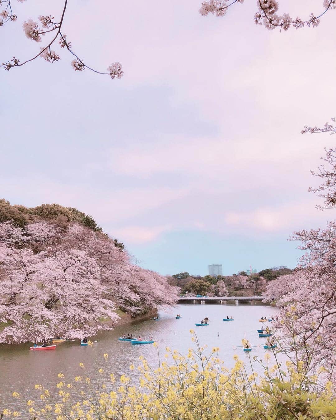 小坂温子さんのインスタグラム写真 - (小坂温子Instagram)「外は寒いけど、桜はとても綺麗🌸✨ 春ですね？💓まだ、コート🧥離せません‼️春服着るの待ち遠しいです✨ 桜は、長く咲いてるみたいで有難い☺️🌸 千鳥ヶ淵のボートに今年は乗りたかったけど、またもやダメでした🙀 来年は乗りたいな😆🌸🚣‍♂️✨ #北の丸公園 #桜  #千鳥が淵  #ちどりがふち  #おやすみなさい」4月3日 23時30分 - kosaka_atsuko