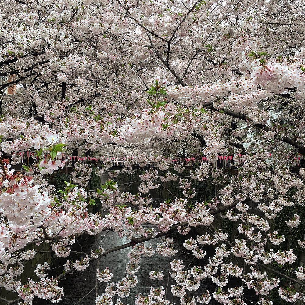 berlucchiwinejpさんのインスタグラム写真 - (berlucchiwinejpInstagram)「東京のサクラ🌸は今週いっぱい見頃ですね。お花見には、ロゼワイン🍷でしょうか？  #お花見 #ロゼワイン #桜満開 #ベルルッキ #sakura #rosewine #tokyo #spring」4月3日 18時09分 - berlucchiwinejp