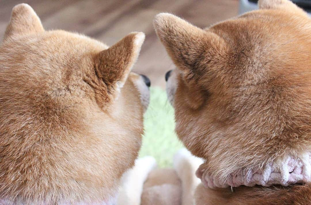 柴犬たま Shibainu Tamaさんのインスタグラム写真 - (柴犬たま Shibainu TamaInstagram)「寒くてストーブ前に逆戻り😱💦 * ストーブ片付けてなくて良かった〜😅 * Caption trans🇬🇧 Too cold they came back in front of the heating tools😱💦 * #柴犬たま #たママ #たま家族 #柴犬ミケ #一眼レフ #一眼レフカメラ #寒がり #ストーブ前が定位置 #仲良し親子 #親子シンクロ #鏡合わせ #左右対称 #似た者親子 #後頭部フェチ #愛らぶ後頭部 #柴犬 #shiba #shibainu #shibastagram #犬 #dog #多頭飼い」4月3日 18時01分 - tama7653