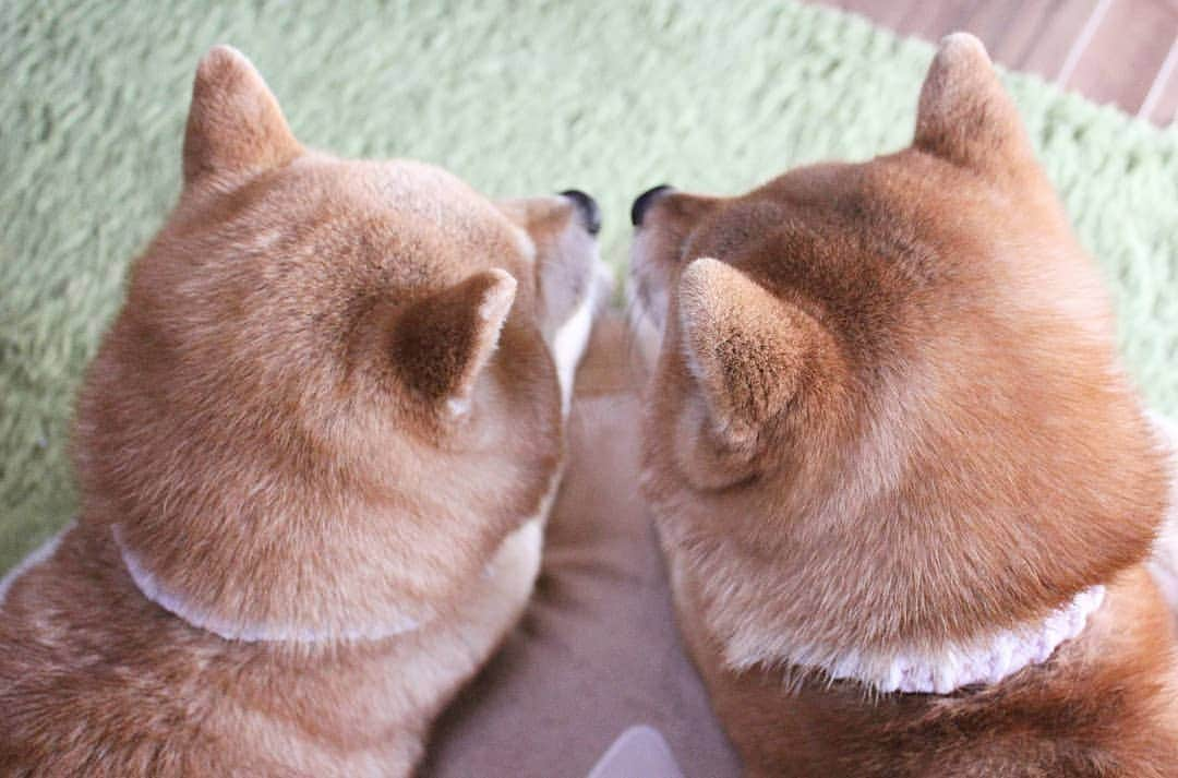 柴犬たま Shibainu Tamaさんのインスタグラム写真 - (柴犬たま Shibainu TamaInstagram)「寒くてストーブ前に逆戻り😱💦 * ストーブ片付けてなくて良かった〜😅 * Caption trans🇬🇧 Too cold they came back in front of the heating tools😱💦 * #柴犬たま #たママ #たま家族 #柴犬ミケ #一眼レフ #一眼レフカメラ #寒がり #ストーブ前が定位置 #仲良し親子 #親子シンクロ #鏡合わせ #左右対称 #似た者親子 #後頭部フェチ #愛らぶ後頭部 #柴犬 #shiba #shibainu #shibastagram #犬 #dog #多頭飼い」4月3日 18時01分 - tama7653