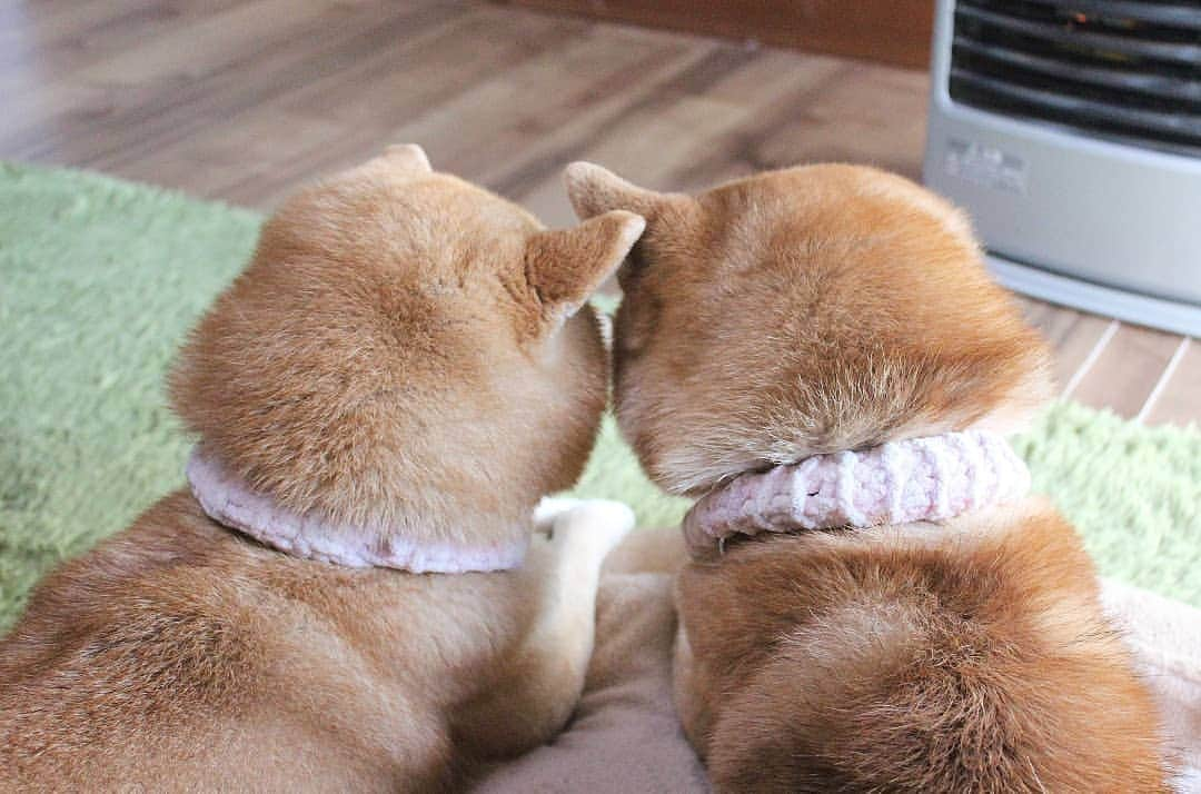 柴犬たま Shibainu Tamaさんのインスタグラム写真 - (柴犬たま Shibainu TamaInstagram)「寒くてストーブ前に逆戻り😱💦 * ストーブ片付けてなくて良かった〜😅 * Caption trans🇬🇧 Too cold they came back in front of the heating tools😱💦 * #柴犬たま #たママ #たま家族 #柴犬ミケ #一眼レフ #一眼レフカメラ #寒がり #ストーブ前が定位置 #仲良し親子 #親子シンクロ #鏡合わせ #左右対称 #似た者親子 #後頭部フェチ #愛らぶ後頭部 #柴犬 #shiba #shibainu #shibastagram #犬 #dog #多頭飼い」4月3日 18時01分 - tama7653