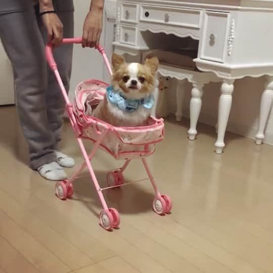 のインスタグラム：「とんでもなくセンスのいいお土産もらった😂✌︎ ・ ・ これでお出かけする勇気はないけど、めっちゃ楽しい❤️ Thank you✨ @kotekote910  #赤ちゃん #baby #🍼」