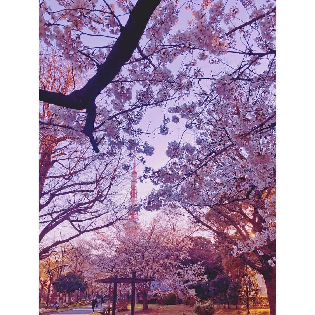 潘めぐみさんのインスタグラム写真 - (潘めぐみInstagram)「花の都 . 夕方は久しぶりに芝公園の近くでお仕事だったので。 . 夕暮れ時の桜もオツなものでしょ？ . ふふふ。 . 今年は花見らしいこと、まだできてなくて、天気崩れなかったら、週末まで保つかな、どうかな？ . #tokyo #東京タワー #walkinthepark #芝公園 #桜 #花の都 #今日の風景 #今日の花」4月3日 18時03分 - han_meg_han