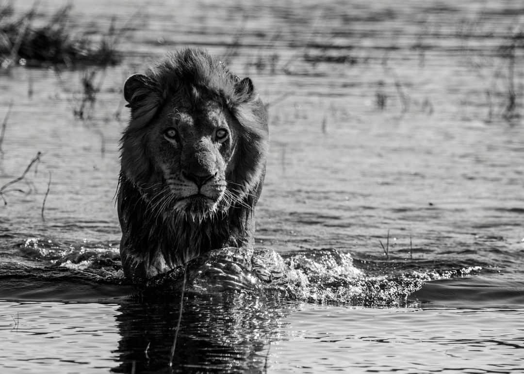 のインスタグラム：「Photo by @beverlyjoubert | A lion crosses a deep Okavango channel. Whether patrolling territory or hunting lechwe or buffalo, this is a daily necessity for these swamp lions and it is not without danger. Hippos and crocodiles frequent these waters. The lions will often snarl and growl as they cross, aware of the risks, and even if they remain quiet, the concentration in those wild eyes is very evident. #thisismytrophy #bigcats #okavangolions」