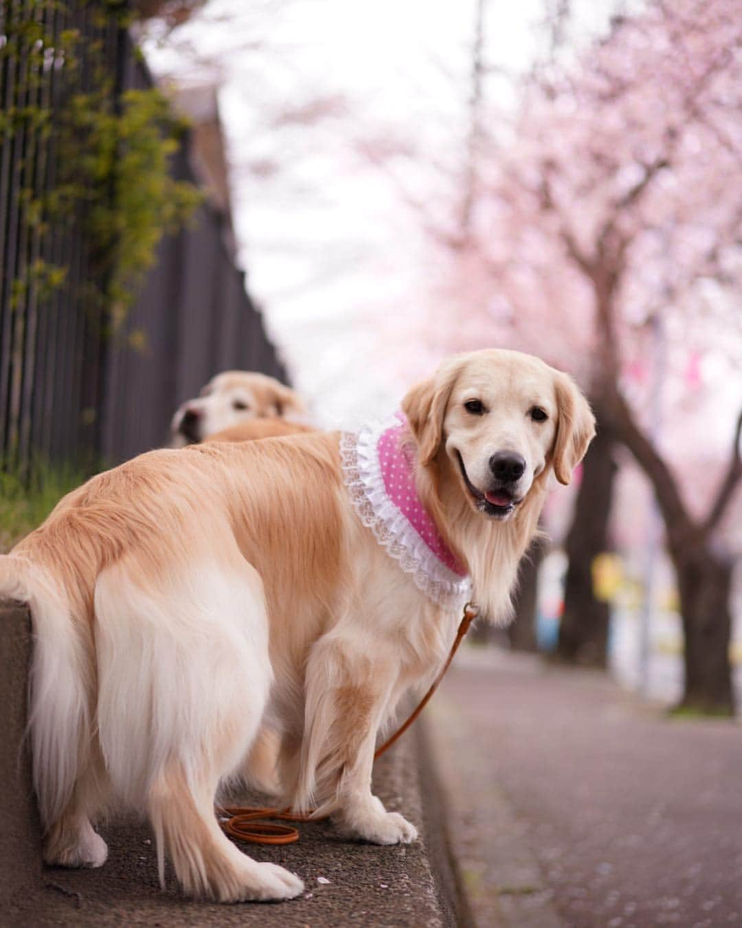 まゆみさんのインスタグラム写真 - (まゆみInstagram)「。 。 AP地方も桜がとても綺麗🌸🌸🌸🌸🌸 。 今日はゆっくりお花見しながら お散歩でも…と思ってたら 昨夜の携帯故障事件😅 もう完全に壊れてる感じだったので 朝から白犬お父さんのとこへ😅 。 。 なんで壊れたかってゆーと 昨夜 充電がなくなってきたiPhoneを ポータブルバッテリーに繋いだら 携帯とコードの繋ぎ目が赤く点滅… 点滅？？🤔 点滅機能ついてたっけ？ と思いながらなんか嫌な予感がしたので コードを抜いたんだけど 時すでに遅し😨 画面真っ暗… 途方に暮れたよね😂 。 きっとショートしたんだと思う。 原因は 純正ではないコードか ポータブルバッテリーなのか 。 今まで普通に使ってたんだけどなぁ… 。 でもとりあえず復活🤣👍🏻 。 。 #お騒がせしました #iphonexr  #1番安かった #安いと言っても高いっつーの 。 。 #ゴールデンレトリバー#goldenretriever#dog#犬#あーるん#golden#retriever#doglover#insta_dog#ぺんぺん子ちゃん#welovegoldens#Instagram#Instagramjapan#Instagramdogs#9gag#dogstagram#dogsofinstagram#dogs#doggy」4月3日 18時06分 - aarun_evolution