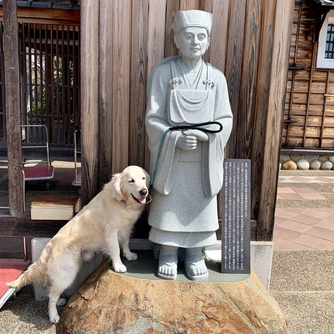 P太郎ママさんのインスタグラム写真 - (P太郎ママInstagram)「今度の #新しい飼い主さん は。 ボク、体力はある方と思うけど。 このヒトの散歩には、 よーついていかん気がする… いくらなんでも長すぎるやろー。 #松尾芭蕉 #ゴールデンレトリバー  #goldenretriever  東北ぐるっと回って岐阜県が終点、奥の細道。」4月3日 18時06分 - ptarodada