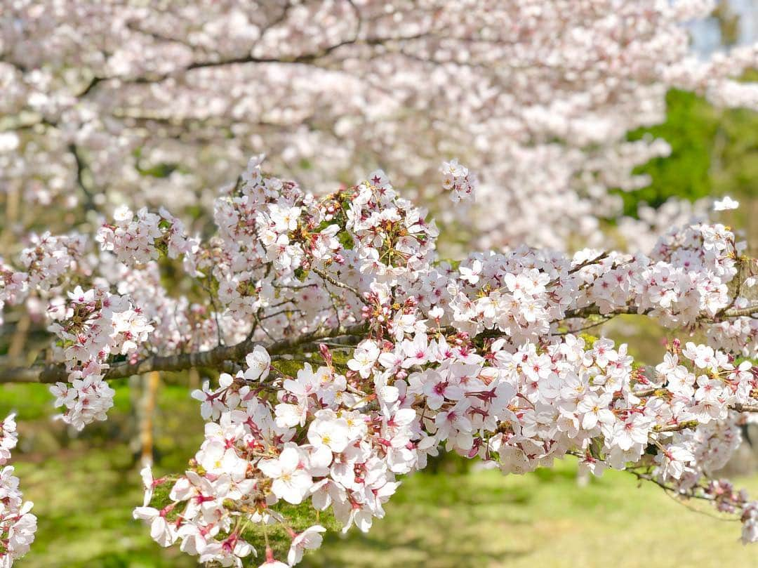 青木理奈さんのインスタグラム写真 - (青木理奈Instagram)「桜🌸  #桜 #写真好きな人と繋がりたい #佐賀 #花見」4月3日 18時26分 - rin.427