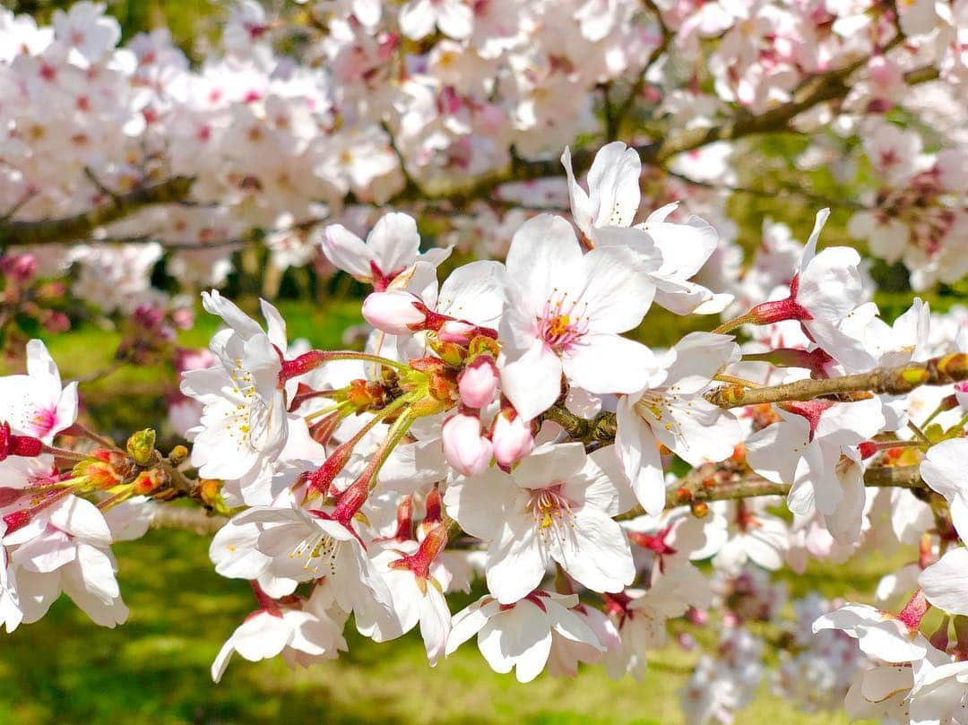 青木理奈さんのインスタグラム写真 - (青木理奈Instagram)「桜🌸  #桜 #写真好きな人と繋がりたい #佐賀 #花見」4月3日 18時26分 - rin.427