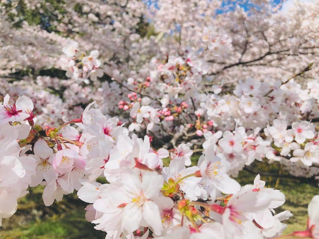 青木理奈さんのインスタグラム写真 - (青木理奈Instagram)「桜🌸  #桜 #写真好きな人と繋がりたい #佐賀 #花見」4月3日 18時26分 - rin.427