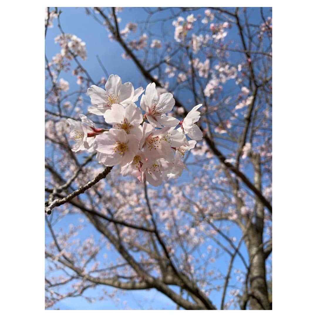 庄村奈津美のインスタグラム：「🌸 春ですね〜♪ 満開は今週末かな？！😄 ・ #吉野公園 #8分咲きかな #きっと今週末が見頃だと思います🌸 #庄村観測ですが🧐 #お花見シーズンですね🍡 #きょうのさくらじま #桜島 #今年度は更新をがんばります🤳😂❤️」