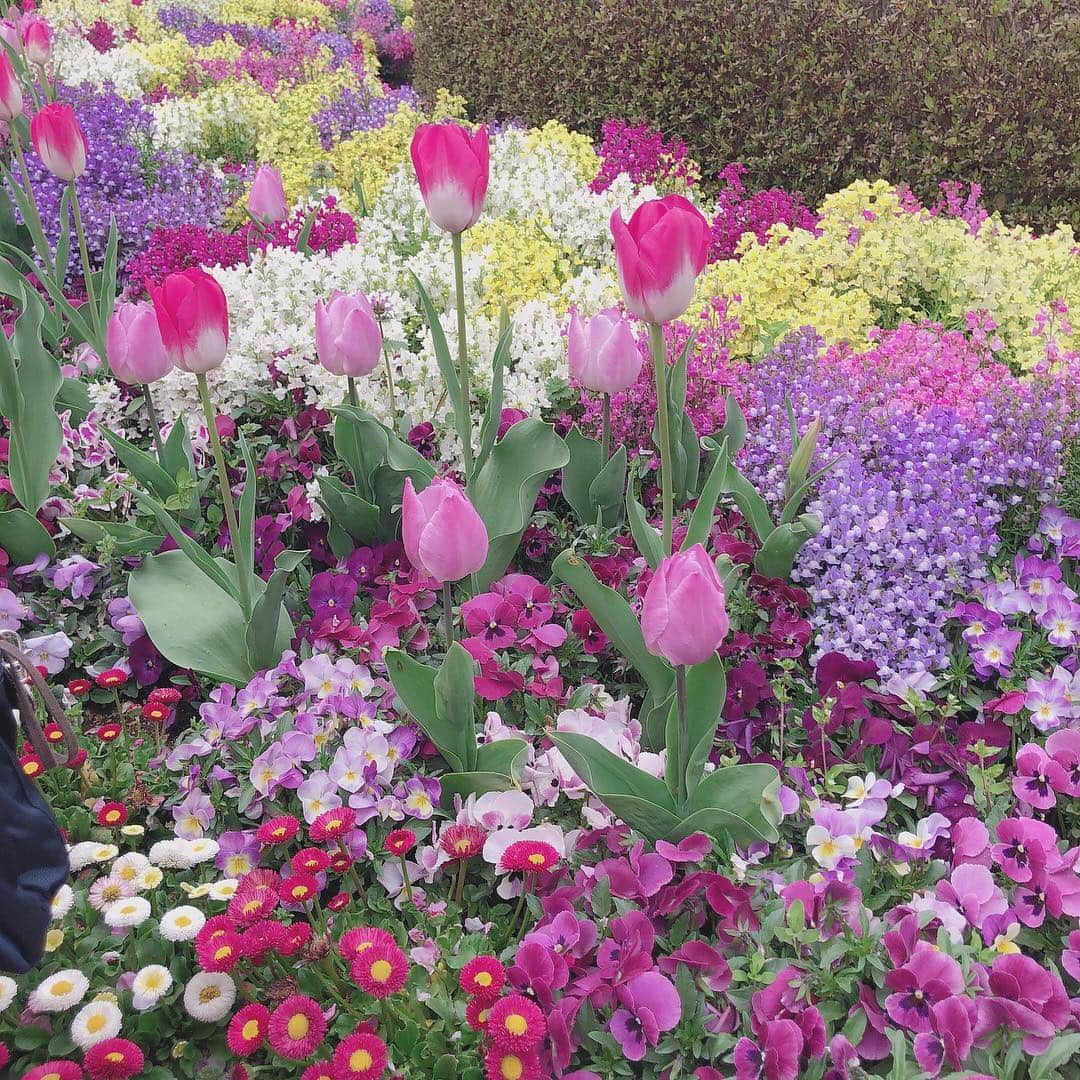 松川星さんのインスタグラム写真 - (松川星Instagram)「桜も綺麗だけど チューリップもすき🌷」4月3日 18時20分 - akarin__rin