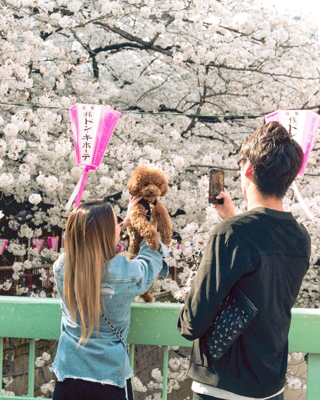 AnOther Magazineさんのインスタグラム写真 - (AnOther MagazineInstagram)「Photos of people taking photos in front of cherry blossom in Tokyo. Sakura season – and all the selfies that go with it – is here 🌸🤳⁣⠀ ⁣⠀ 📷 by @sybillapatrizia」4月3日 18時21分 - anothermagazine