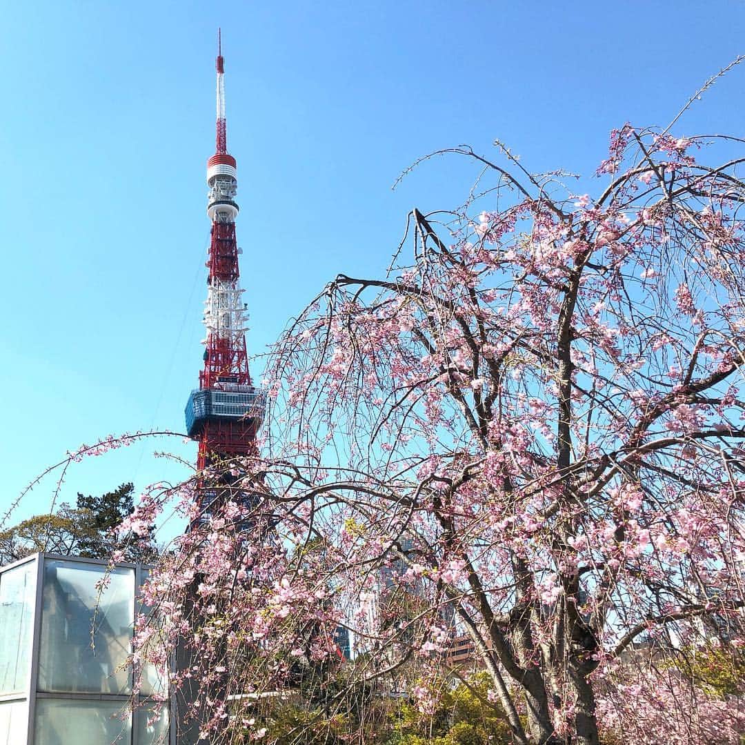 run+さんのインスタグラム写真 - (run+Instagram)「お昼に出たら意外と暖かかったので #お花見ランチ #東京タワー と #桜 増上寺では屋台も色々。 芝公園でコンビニのボンゴレパスタとスティック野菜を 食べたけど、足りなくて…屋台で牛タンつくね串🍖も ・ #痩せない理由はわかってる ・ #🌸 #さくら #sakura #お花見 #桜まつり #桜散歩 #春 #春の景色」4月3日 18時21分 - runplus