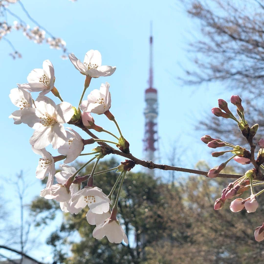 run+さんのインスタグラム写真 - (run+Instagram)「お昼に出たら意外と暖かかったので #お花見ランチ #東京タワー と #桜 増上寺では屋台も色々。 芝公園でコンビニのボンゴレパスタとスティック野菜を 食べたけど、足りなくて…屋台で牛タンつくね串🍖も ・ #痩せない理由はわかってる ・ #🌸 #さくら #sakura #お花見 #桜まつり #桜散歩 #春 #春の景色」4月3日 18時21分 - runplus