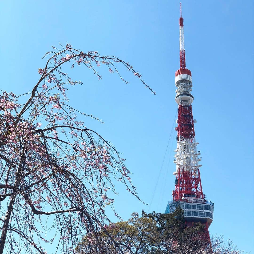 run+さんのインスタグラム写真 - (run+Instagram)「お昼に出たら意外と暖かかったので #お花見ランチ #東京タワー と #桜 増上寺では屋台も色々。 芝公園でコンビニのボンゴレパスタとスティック野菜を 食べたけど、足りなくて…屋台で牛タンつくね串🍖も ・ #痩せない理由はわかってる ・ #🌸 #さくら #sakura #お花見 #桜まつり #桜散歩 #春 #春の景色」4月3日 18時21分 - runplus