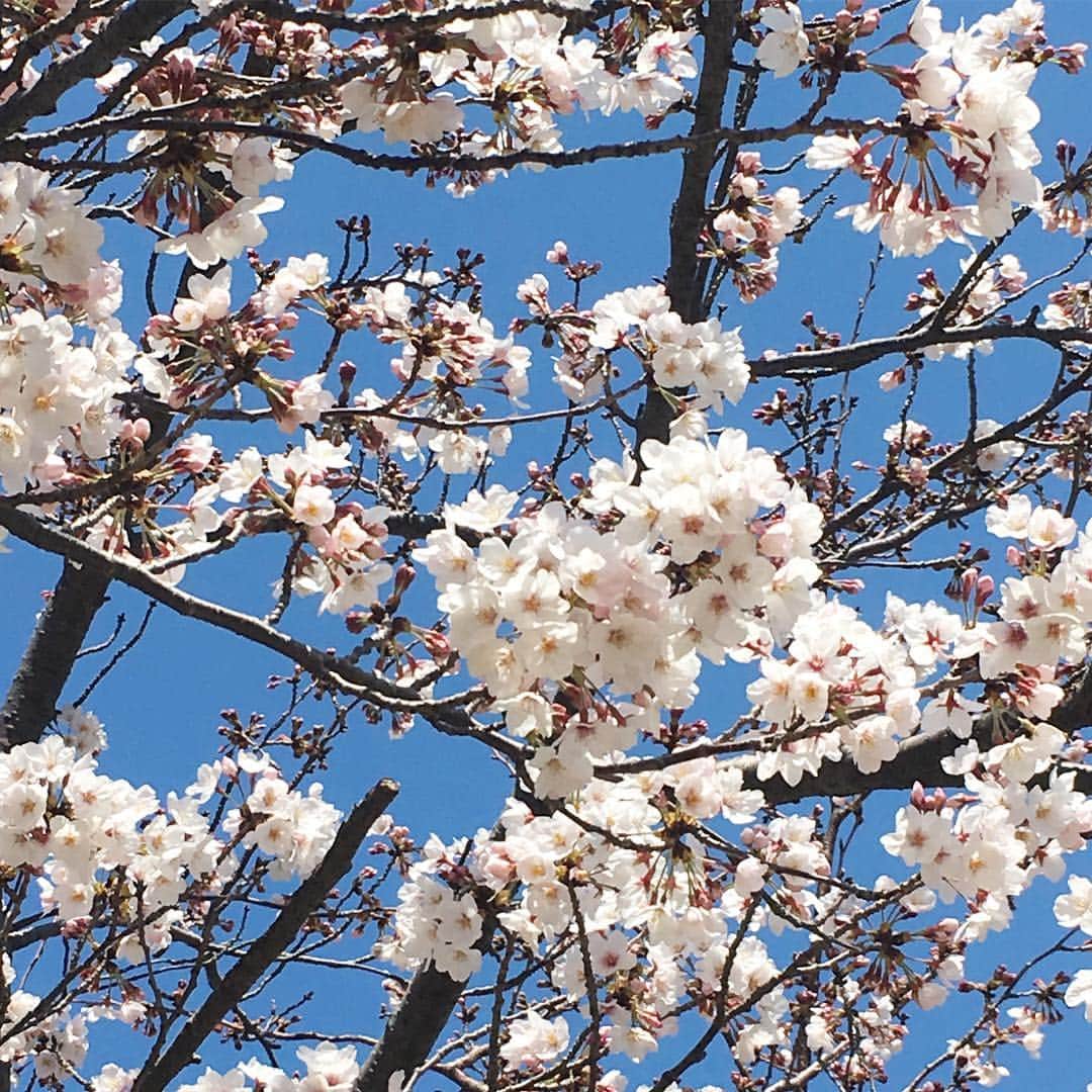 michikoscookingさんのインスタグラム写真 - (michikoscookingInstagram)「Blue sky and beautiful cherry blossoms 🌸  今日は雲ひとつない青空に満開の桜が良く映えて、 素晴らしい、素晴らしい！ と連呼する一日。  相変わらずの春休み、 やらなくてはいけない仕事は早めに終わらせられたので ひたすら子どもたちと過ごす日々。  空の青さ、 花の美しさ、 子どもが楽しそうに過ごすのを見守る喜び。  そんなことをやたら噛み締めてしまう。  歳かしら。  3枚目📷  今どき小学生がかなりの率で乗りこなせているブレイブボード。  いっとき私も乗れたけど、 間隔をあけるともはや全く乗れなくなってしまってました。 悲しい😭  #beautifuljapan #花見 #cherryblossoms #桜 #japan #日本の風景 #ソメイヨシノ #ブレイブボード #横浜 #はまっこ #春休み #小学生」4月3日 18時34分 - michikoscooking
