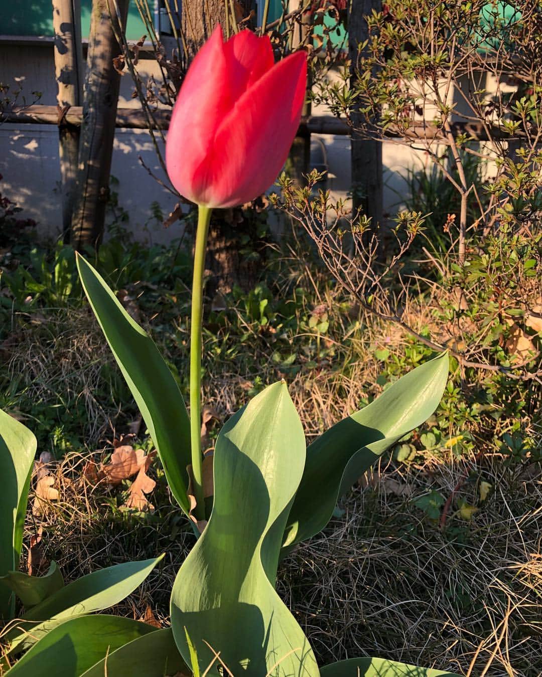 里美ゆりあさんのインスタグラム写真 - (里美ゆりあInstagram)「チューリップが咲いててテンション上がった(๑•ω•๑)♡ いつかオランダのチューリップ畑に行ってみたい✨✨ #チューリップ#cute#flower#花#beautiful#綺麗#pretty」4月3日 18時31分 - satomiyuria