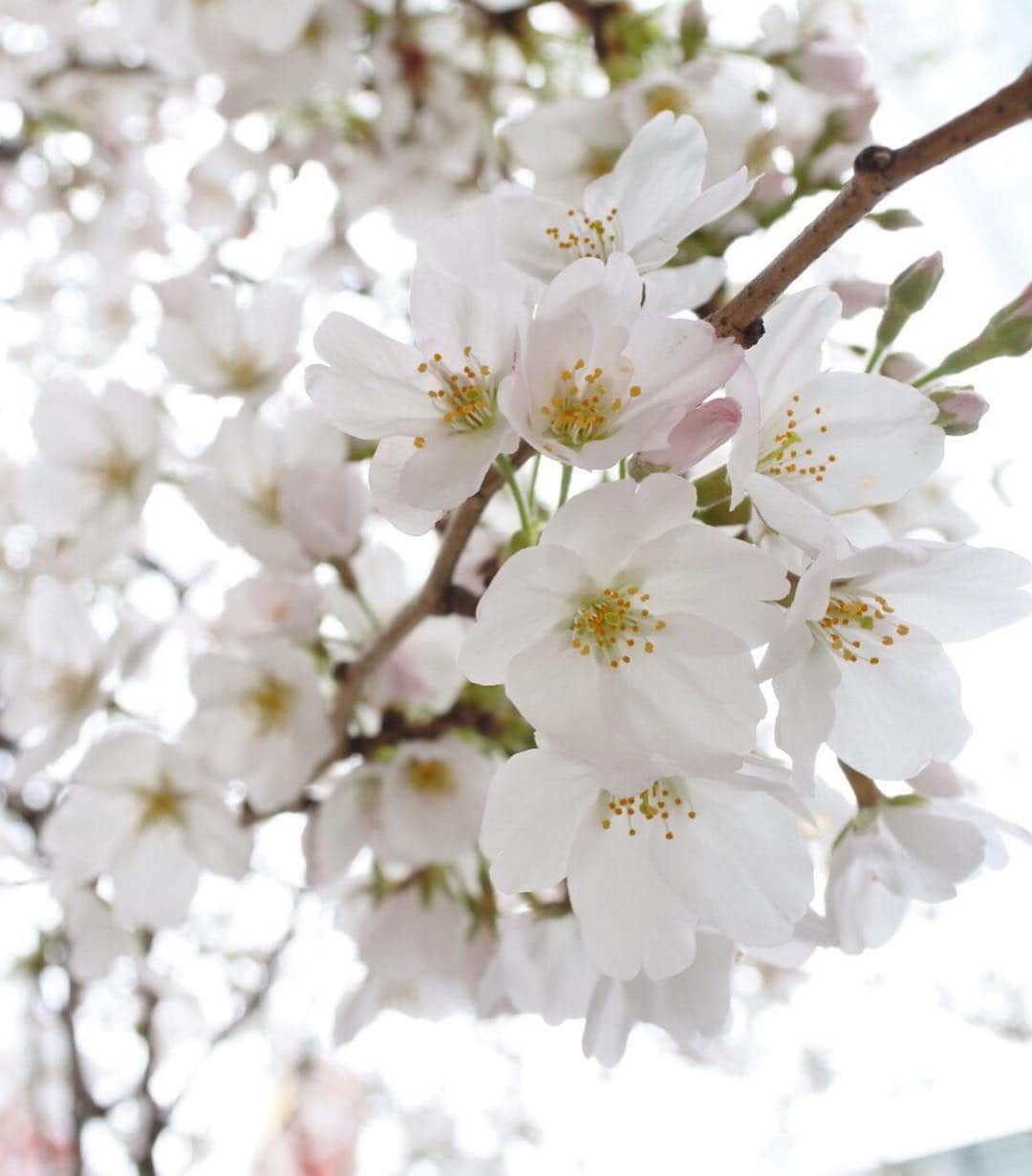 加田晶子さんのインスタグラム写真 - (加田晶子Instagram)「先日、妹と春を満喫🌸 今年の東京の桜は長く楽しめるので嬉しい😊 #シャングリラホテル東京 #桜アフタヌーンティー #桜のスコーンが可愛い #桜スイーツ大好き #プチお花見 #桜のトンネル #散りゆく桜もまた美し #カメラマンは妹 #姉妹の記録」4月3日 18時44分 - accoo.k