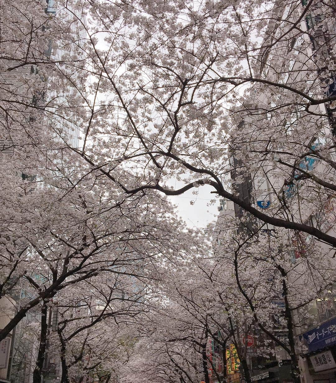 加田晶子さんのインスタグラム写真 - (加田晶子Instagram)「先日、妹と春を満喫🌸 今年の東京の桜は長く楽しめるので嬉しい😊 #シャングリラホテル東京 #桜アフタヌーンティー #桜のスコーンが可愛い #桜スイーツ大好き #プチお花見 #桜のトンネル #散りゆく桜もまた美し #カメラマンは妹 #姉妹の記録」4月3日 18時44分 - accoo.k