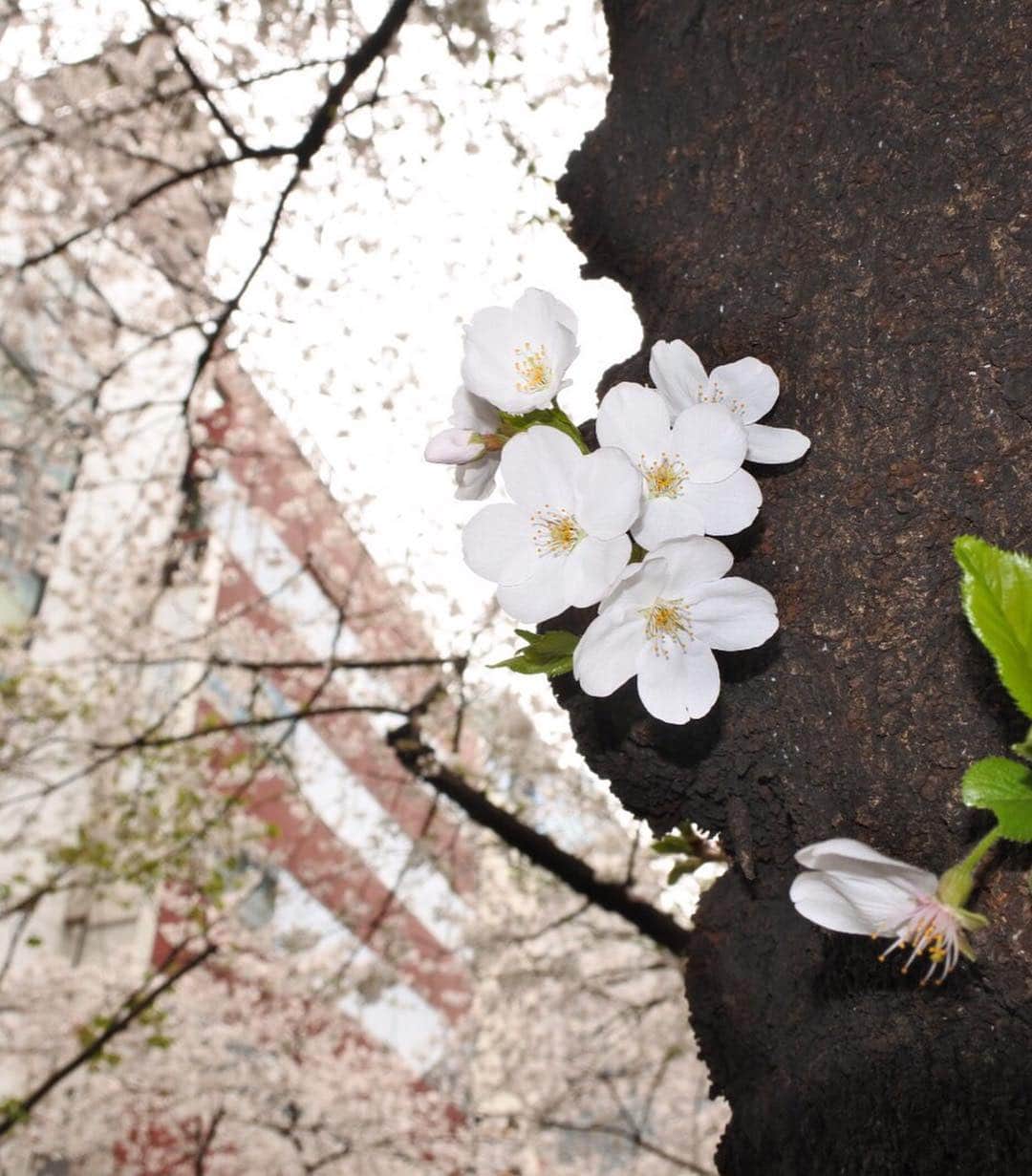 加田晶子さんのインスタグラム写真 - (加田晶子Instagram)「先日、妹と春を満喫🌸 今年の東京の桜は長く楽しめるので嬉しい😊 #シャングリラホテル東京 #桜アフタヌーンティー #桜のスコーンが可愛い #桜スイーツ大好き #プチお花見 #桜のトンネル #散りゆく桜もまた美し #カメラマンは妹 #姉妹の記録」4月3日 18時44分 - accoo.k