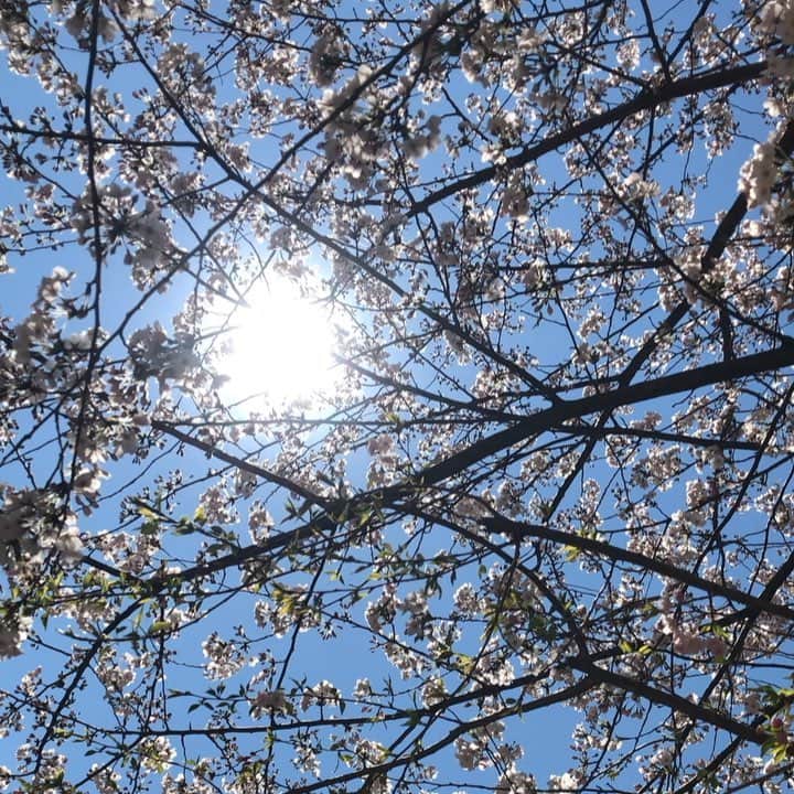 のインスタグラム：「🌸🌞🦋… ・ 桜色の風が。 眩しい午後。  きょうから新たに。 どのような一年に。 重ねてゆこうかと。  見つめる午後。  そして。  あともうすこしで。 体調全開の予感に。 お昼寝充電の午後。 … ・ 😪… ・ ・ ・ さて。いよいよと。 新作へとりかかりましょうか。 一歩が踏み出せないでいるこの頃。  一年で。一気に仕上げるか。 数年かけて。とりかかるか。 一歩が踏み出せないでいる。  限られた人生のなかで。 心のこりのないように。  自分らしい。 命の燃え方。  みつめるの巻。 … 🔥👀… ・ ・ ・ ・ ・ ・ ・ ・ 🌸" 作品展示情報… ・ 『第7回 郷さくら美術館 桜花賞展』 … 会場：郷さくら美術館 ・ 「郷さくら美術館　桜花賞」展は、「桜」を描いた現代日本画を多くの方々にご覧頂き、日本画の素晴らしさを再発見してもらうことを目的とした展覧会です。今回もこれからの活躍がますます期待される日本画家31名が、日本美術でおなじみの「桜」という大変難しいモチーフを相手に、それぞれの持ち昧を生かした個性的な素晴らしい桜の絵画に仕上げています。現代日本画家たちの個性を、豊かな桜花の美しさを、どうぞお楽しみください。  東京都目黒区上目黒1-7-13　 TEL：03-3496-1771  東急東横線、東京メトロ日比谷線 中目黒駅より徒歩５分 ◼︎詳しくはホームページをご覧ください … ・ ・  #🌸 #さくら #桜 #CherryBlossoms #sakura #Tokyo #東京 #日本画 #SAKAKiYAMATAKAYO #アート #art  #お花見 #お花見スポット #散歩 #sun #太陽 #空 #sky #青空 #bluesky #日本画家 の #ひとりごと」