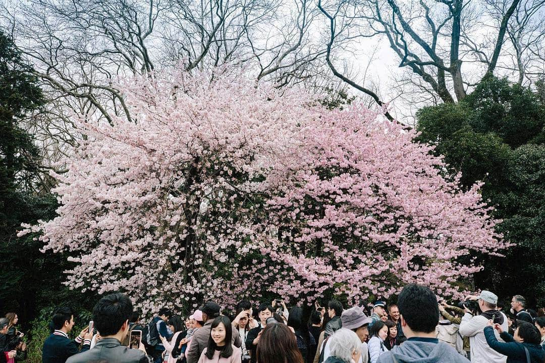 株式会社タベルモ_生_スピルリナさんのインスタグラム写真 - (株式会社タベルモ_生_スピルリナInstagram)「タベルモを1日1袋摂ってサビ知らずの身体を手に入れましょう！私たちの身体は気づかないうちに酸化していき、それがお肌、免疫などすべての”老化”へと繋がってしまいます。スピルリナだけが持つ抗酸化物質のフィコシアニン、11種類のミネラル、12種類のビタミンなど栄養素が豊富に含まれるタベルモがあなたの身体を守り、毎日を輝かせます。  Be oxidation-free by taking Tavelmout one pack a day! Oxidation can easily happen to our body without really realizing it’s happening. It eventually can result in having a bad skin or immune condition. However, with the strong antioxidant element, Phycocyanin and 11 kinds of minerals, 12 kinds of vitamins in Tavelmout can protect your body from being damage and bright up your days!  #タベルモ #ヘルシーフード #スムージーレシピ #手作りスイーツ #春 #朝食メニュー#花見 #ローフード #健康 #美容 #お花見 #今年の目標 #美肌 #ヘルシー #デトックス #スーパーフード #生スピルリナ #スピルリナ #ヴィーガン #無添加 #ナチュラルフード #spring #spirulina #algee #superfoodnutrition #healthyrecipe #smoothielover #foodgoals #dailyfood」4月3日 18時52分 - taberumo_spirulina