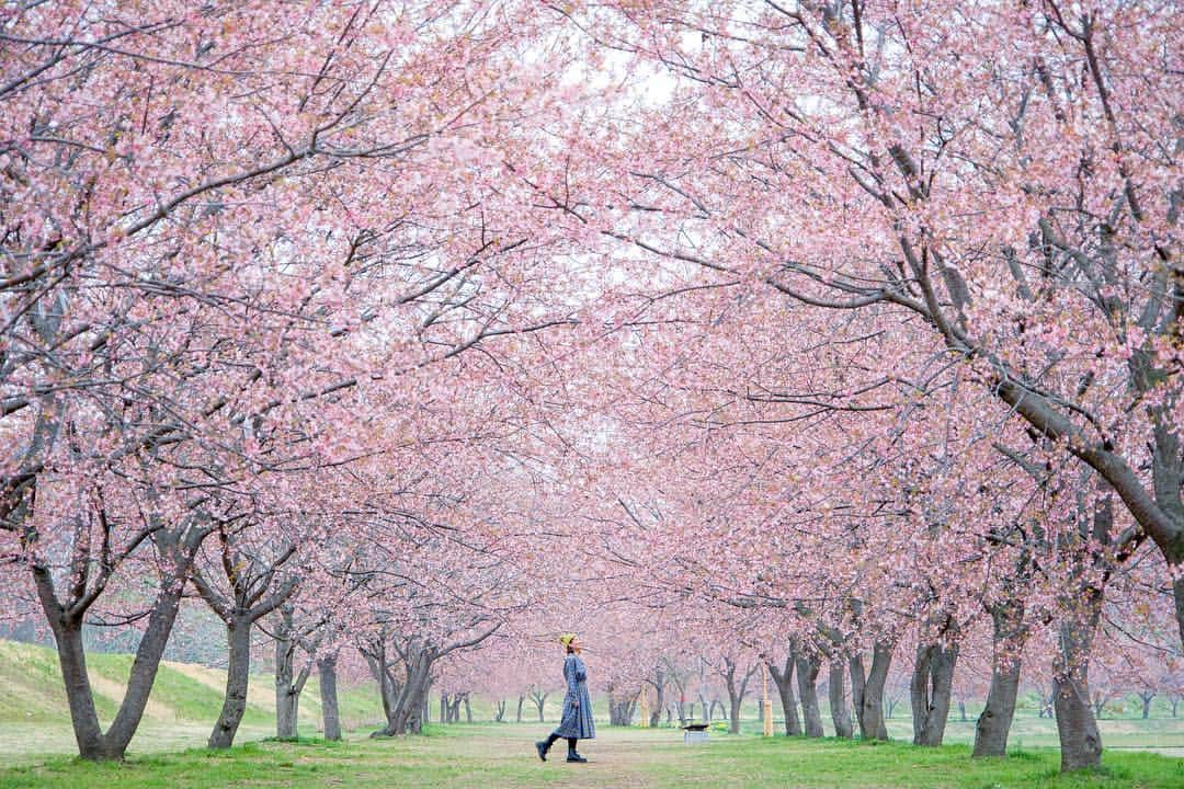 詩歩さんのインスタグラム写真 - (詩歩Instagram)「🌸﻿ ﻿ 埼玉県は坂戸市にある、全長1.2Kmに及ぶ桜並木。﻿ ﻿ 約200本の桜が、まるで屋根のように並木道を覆う光景が素敵でした✨﻿ ﻿ 咲いているのは #安行寒桜 という、濃いピンク色の桜。﻿ ﻿ すでに葉桜が目立っていたので、もう見頃は過ぎているかな…これから行く予定の方はご注意くださいね！﻿ ﻿ 朝イチで行ったら、土曜日なのになんと貸切状態！ @halno さん運転ありがとうございました🙇﻿ ﻿ Cherry blossoms street in Saitama which continues on for 1.2km！﻿ About 200 sakura trees were fully blooming just like a ceiling of the street.🌸﻿ ﻿ ﻿ ﻿ 📷 photo by @halno Thank you🙏✨﻿ ﻿ 📆 30th March 2018﻿ 📍北浅羽桜堤公園／埼玉県 坂戸市﻿ 📍Kitaasaba Sakurazutsumi Park／Saitama Japan﻿ ﻿ ﻿」4月3日 18時53分 - shiho_zekkei