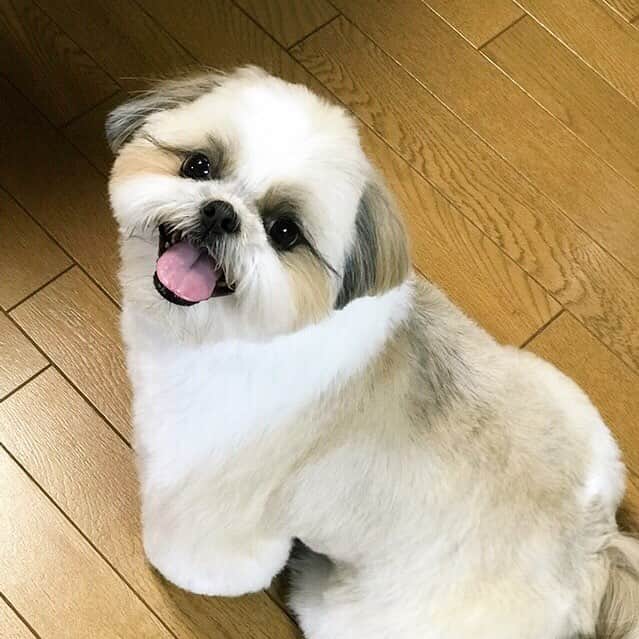 りんくさんのインスタグラム写真 - (りんくInstagram)「ADORABLE❣️ 半もふカットにしたのでつ😁🐶✨ ・ お返事が滞って申し訳ありません💦 週末までお待ちくださいね😌🙏」4月3日 18時55分 - link.jpn