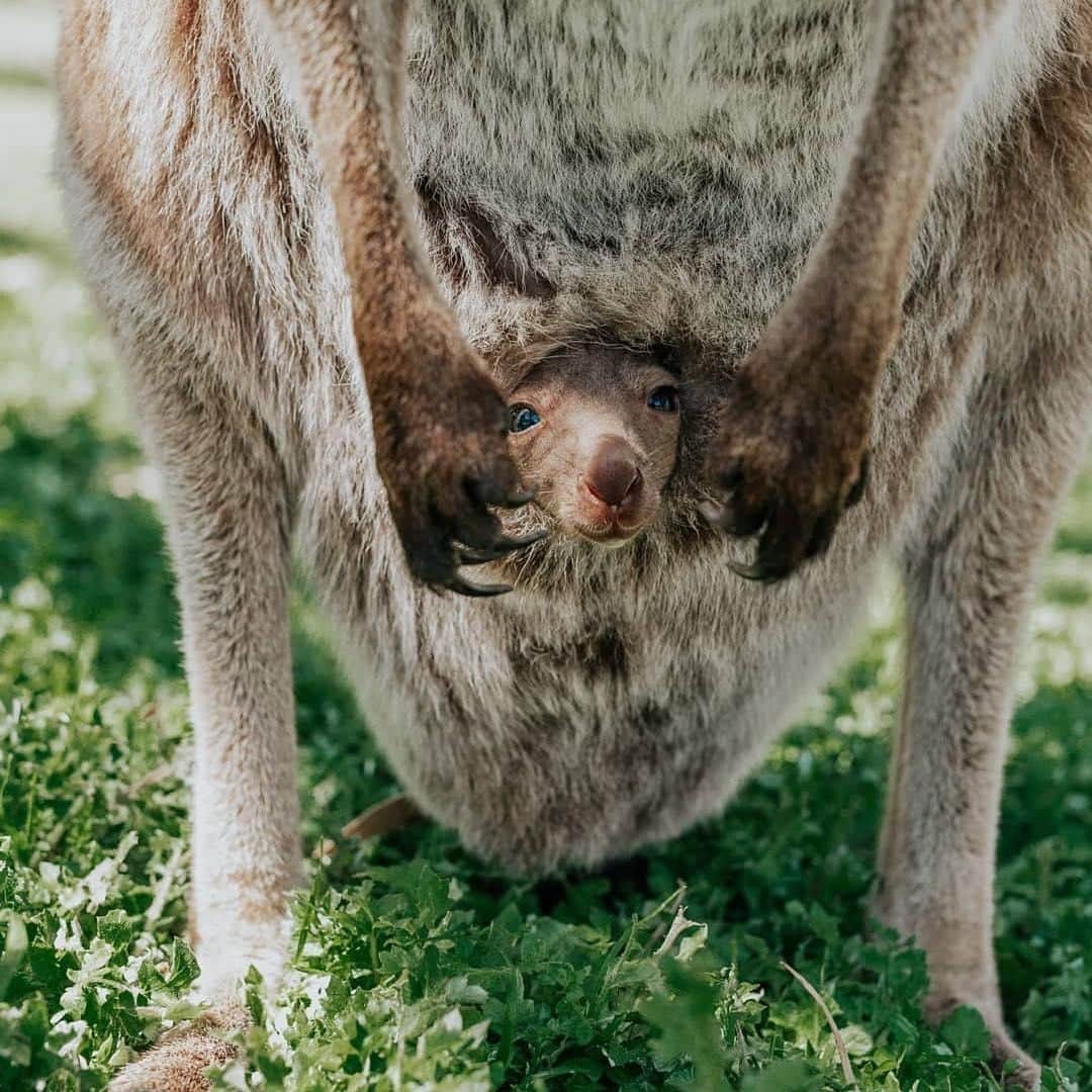 Australiaさんのインスタグラム写真 - (AustraliaInstagram)「Peek-a-boo, I see you! 👀 @naturallyfrankie spotted this curious joey peeking out of mum’s pouch at @clelandwildlifepark, which is located in a natural bushland setting in @southaustralia's @visitadelaidehills. Just a 25-minute drive from @cityofadelaide, you can get up close and personal with over 130 species of native animals here, many of which are free-roaming within the 35-hectare park. TIP: Pick up a bag of animal food for a small fee and hand-feed these curious creatures, it’s the best way to get fabulous (and, often, rather funny) photos and might even be enough to tempt the joeys to come out of their comfy pouches. 😉  #seeaustralia #seesouthaustralia #adelaidehills #wildlifephotography #travel」4月3日 19時00分 - australia