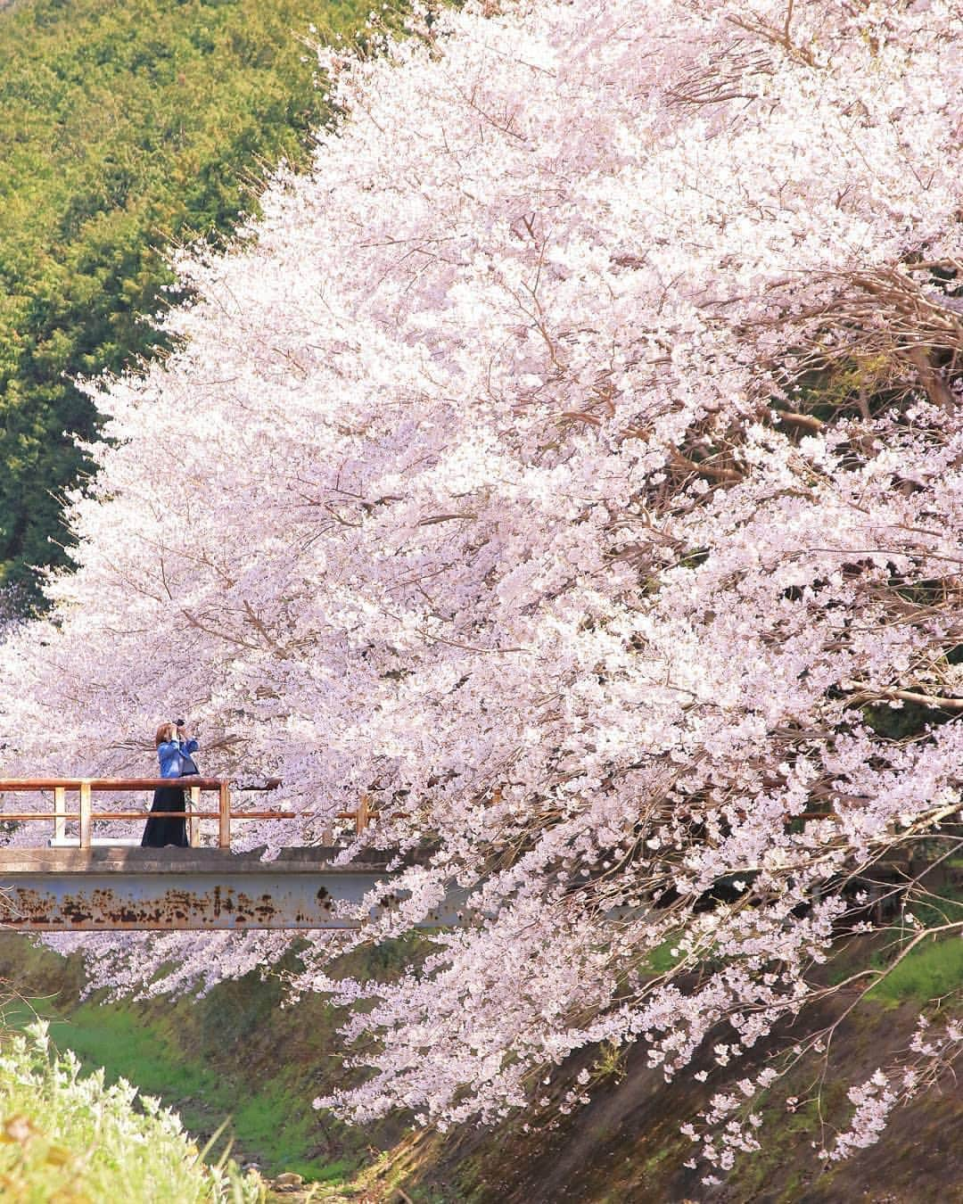 Visit Wakayamaさんのインスタグラム写真 - (Visit WakayamaInstagram)「.﻿ Pretty in pink 🌸﻿ #shirahama ﻿ 📸@shinobu0623﻿ ﻿ Share your stories with #visitwakayama and @visitwakayama for a chance to be featured!」4月3日 19時00分 - visitwakayama