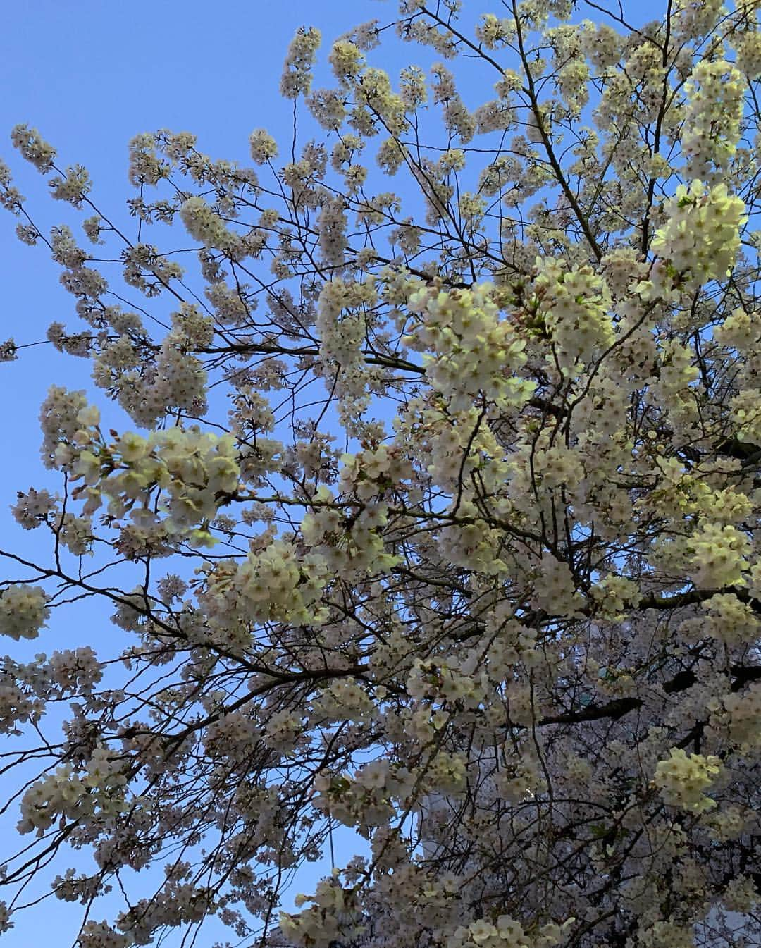 川田御早希さんのインスタグラム写真 - (川田御早希Instagram)「昼は、椿 夜は、桜  #椿  #桜 #春の花木  #引き寄せ #上機嫌 #いい気分 #今幸せでいよう  #花を愛でる」4月3日 19時09分 - misaki_kawada