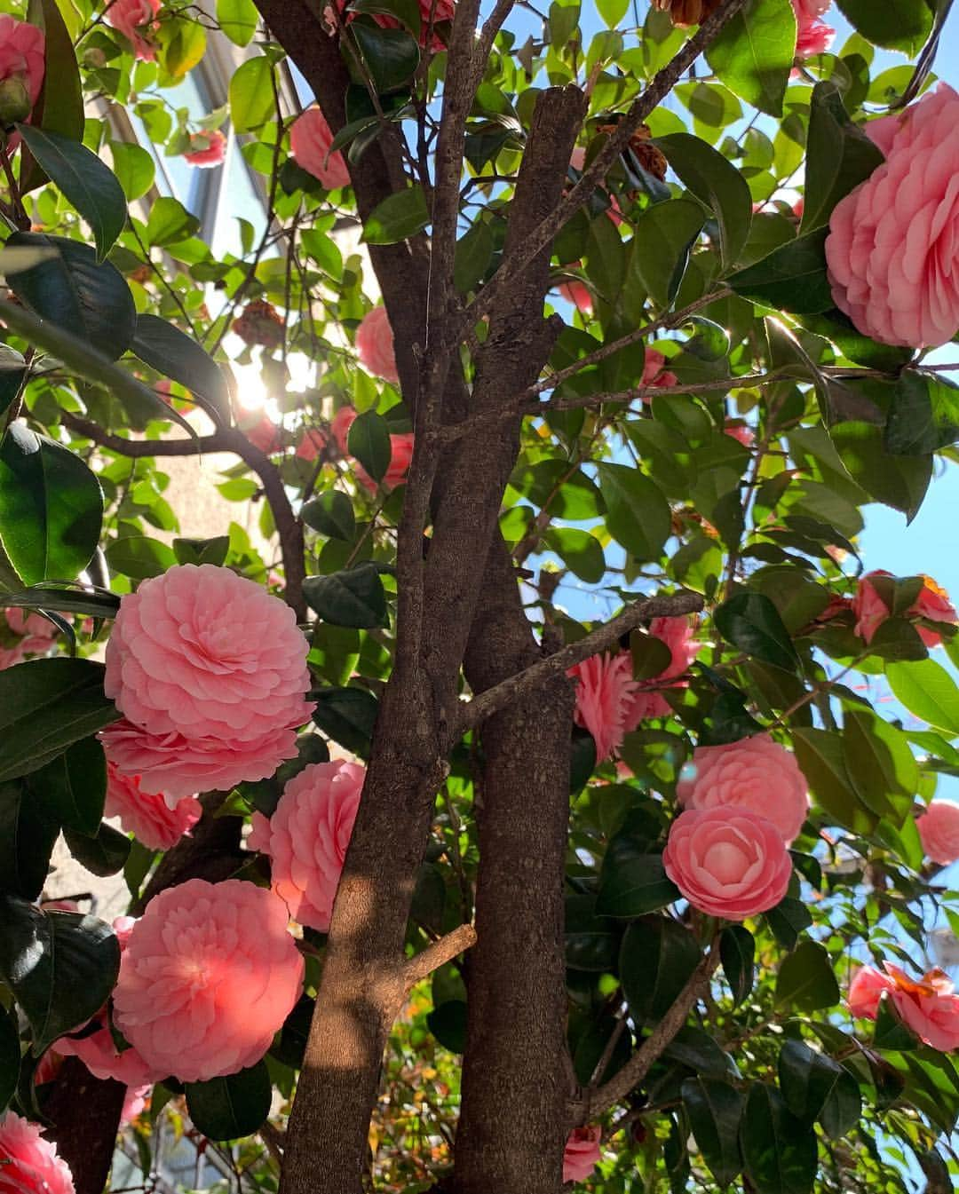 川田御早希さんのインスタグラム写真 - (川田御早希Instagram)「昼は、椿 夜は、桜  #椿  #桜 #春の花木  #引き寄せ #上機嫌 #いい気分 #今幸せでいよう  #花を愛でる」4月3日 19時09分 - misaki_kawada