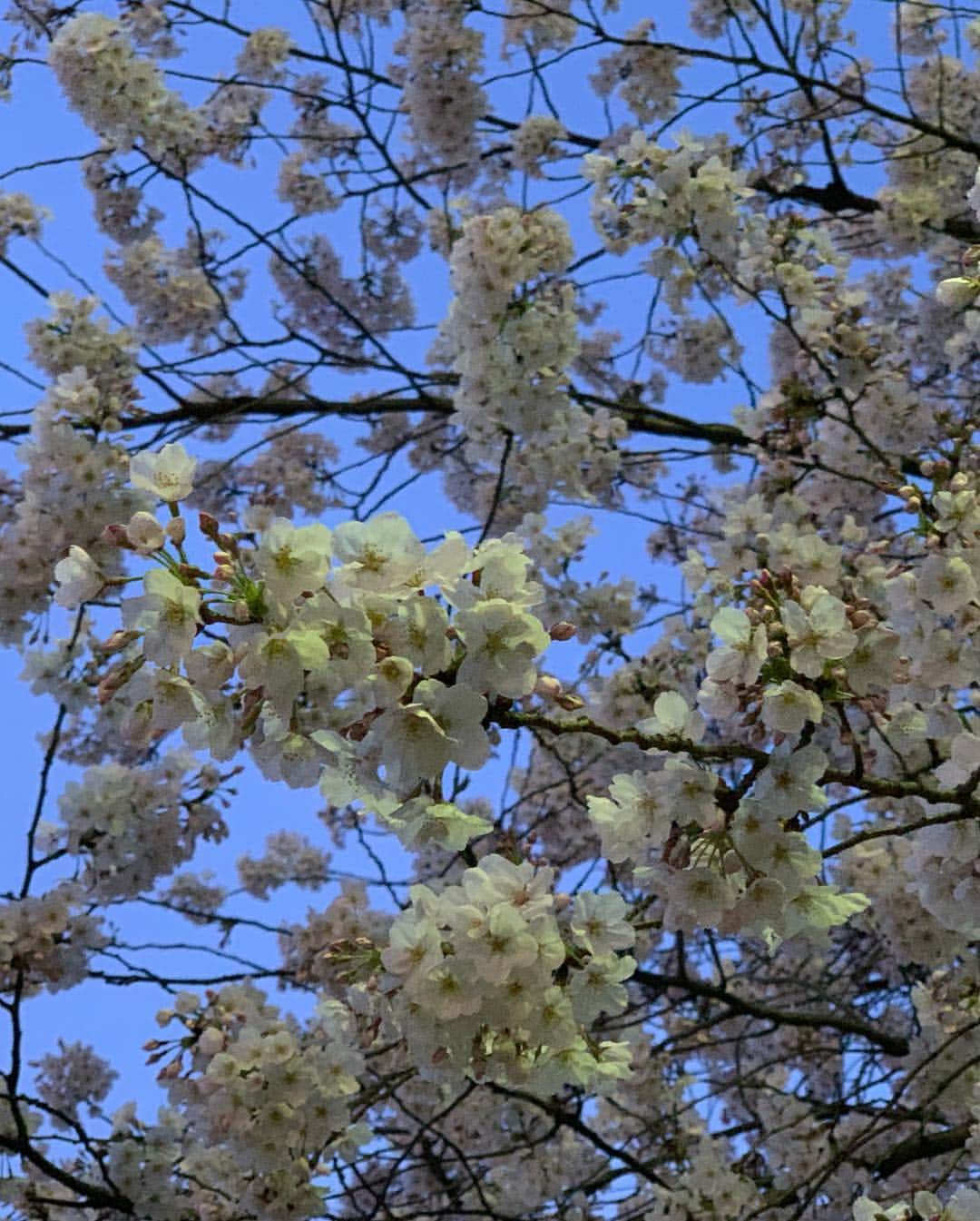 川田御早希さんのインスタグラム写真 - (川田御早希Instagram)「昼は、椿 夜は、桜  #椿  #桜 #春の花木  #引き寄せ #上機嫌 #いい気分 #今幸せでいよう  #花を愛でる」4月3日 19時09分 - misaki_kawada