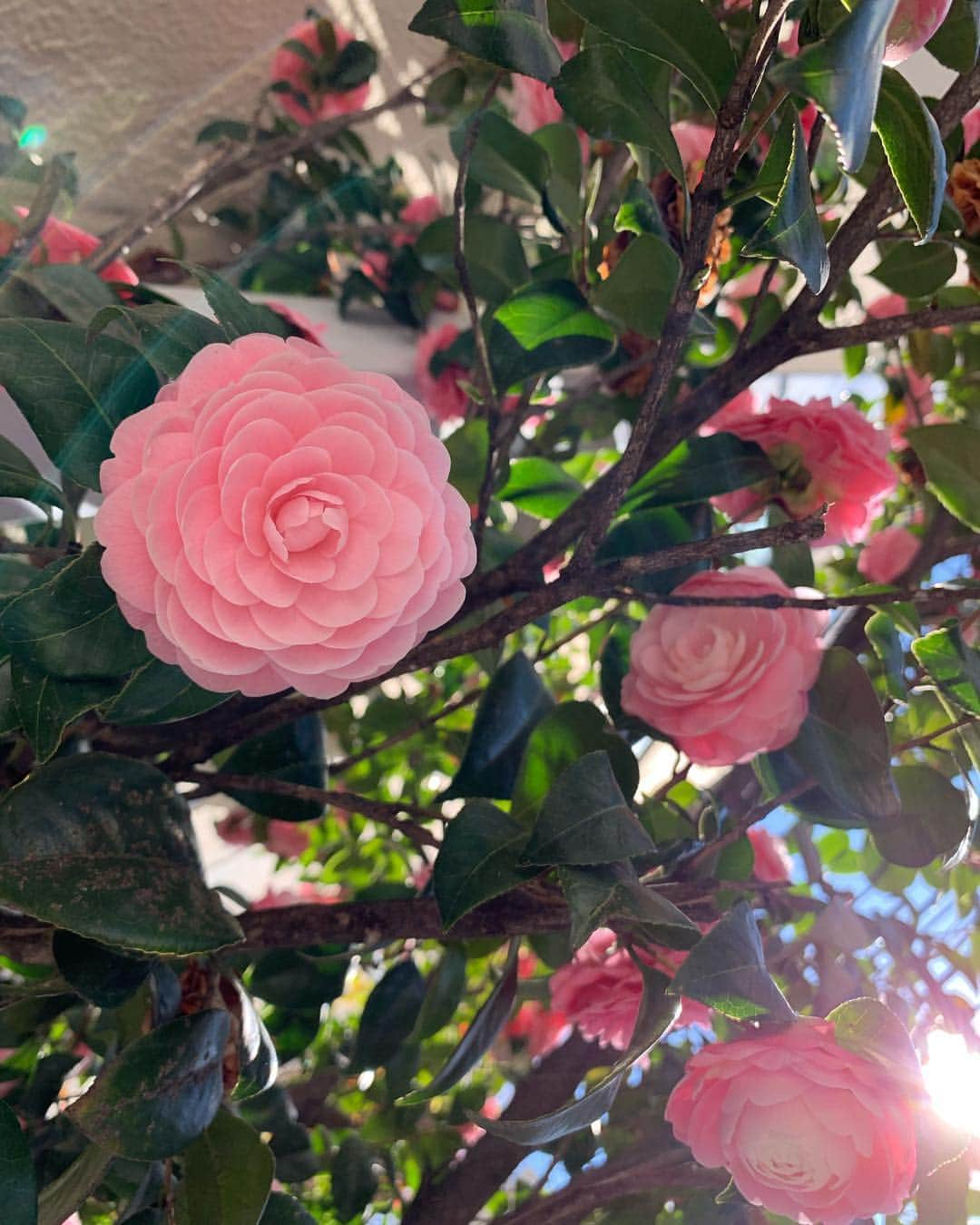 川田御早希さんのインスタグラム写真 - (川田御早希Instagram)「昼は、椿 夜は、桜  #椿  #桜 #春の花木  #引き寄せ #上機嫌 #いい気分 #今幸せでいよう  #花を愛でる」4月3日 19時09分 - misaki_kawada