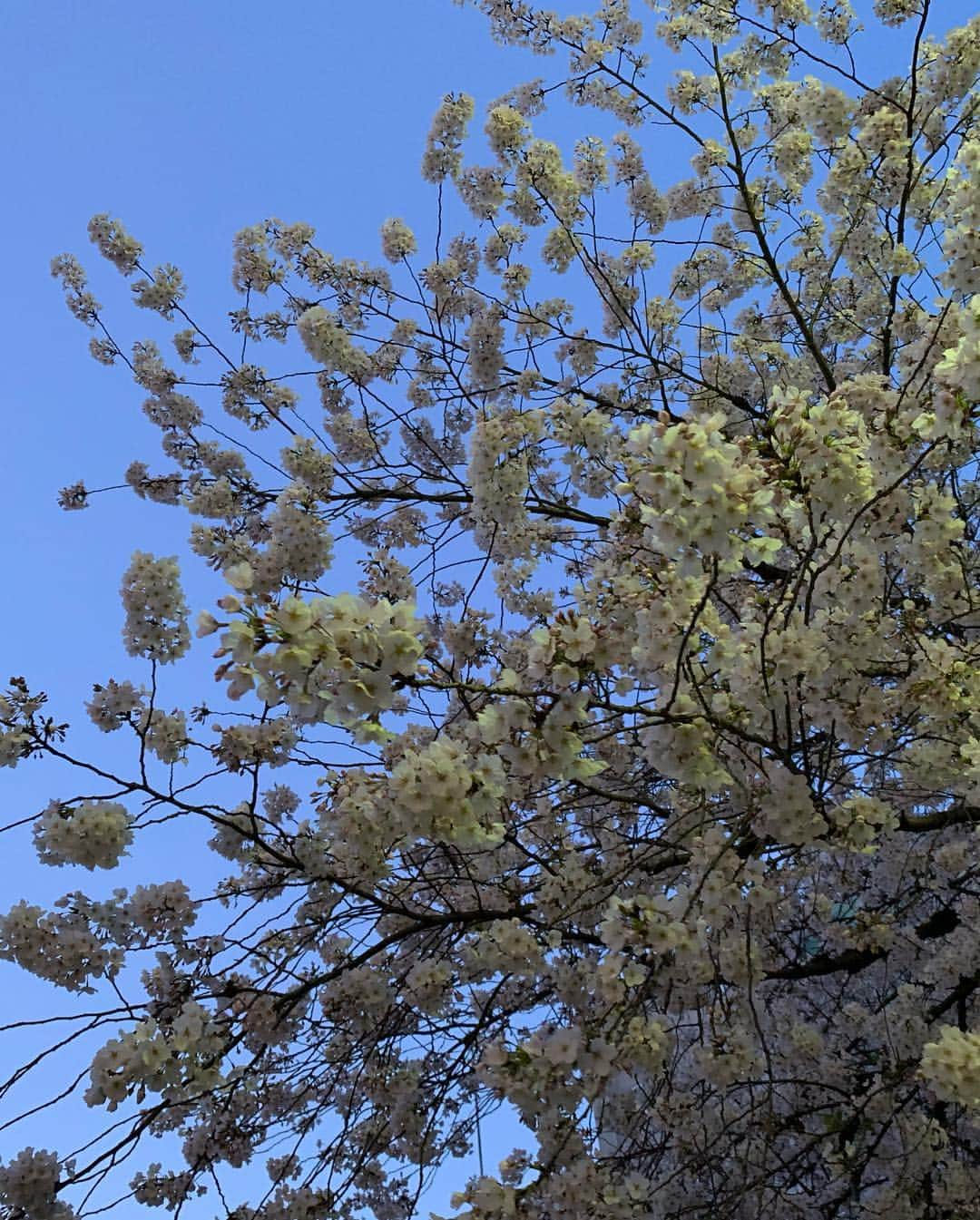 川田御早希さんのインスタグラム写真 - (川田御早希Instagram)「昼は、椿 夜は、桜  #椿  #桜 #春の花木  #引き寄せ #上機嫌 #いい気分 #今幸せでいよう  #花を愛でる」4月3日 19時09分 - misaki_kawada