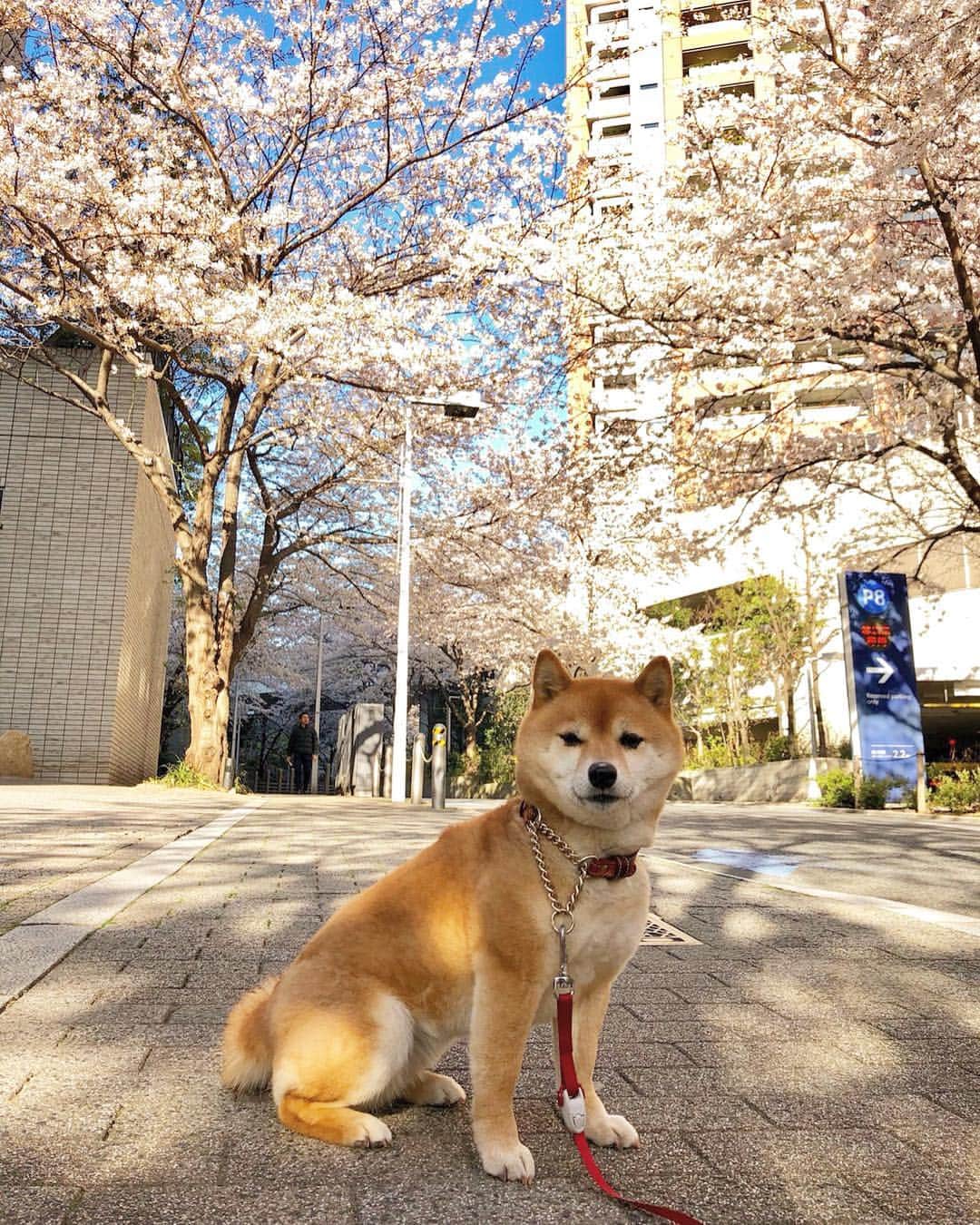 のインスタグラム：「今日の東京 ”桜レポート”が豆柴ぽん酢から送られてきました！🐕 私はオトナミューズの撮影が終わってすぐ日本に行くけどまだ桜は見れそうだね！今からワクワクする！🤗 ぽん酢有難う！😁 #豆柴ぽん酢の桜リポート🌸」