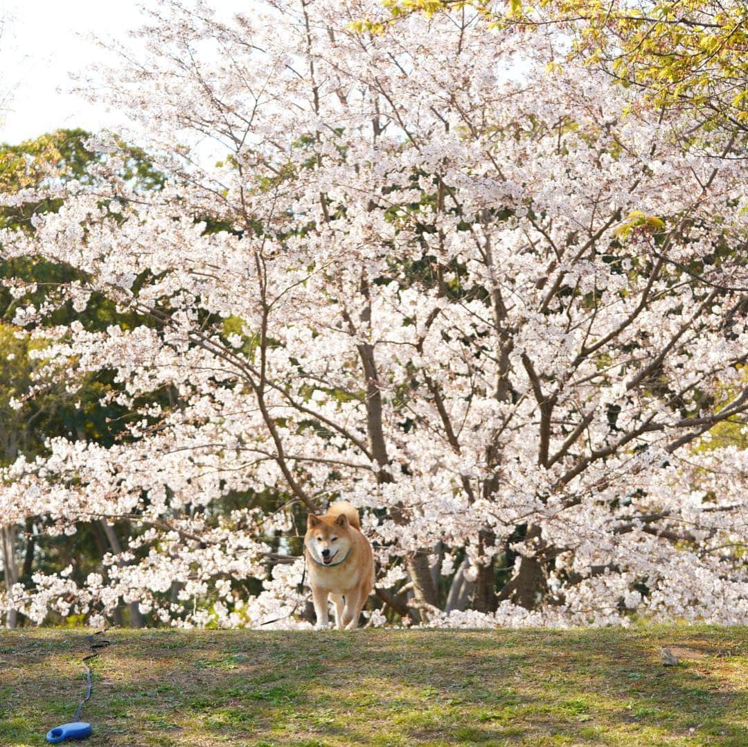 まる（まるたろう）さんのインスタグラム写真 - (まる（まるたろう）Instagram)「It’s the best time to look at the cherry blossoms.✨🌸🐶🌸✨この桜吹雪が目に入らぬか〜 根津にぱっと咲いた桜吹雪、よもや見忘れたたぁ言わせねぇぞ #根津山のまるさん #普段は毛皮で隠してる #脱いだらすごいんだからね」4月3日 19時04分 - marutaro