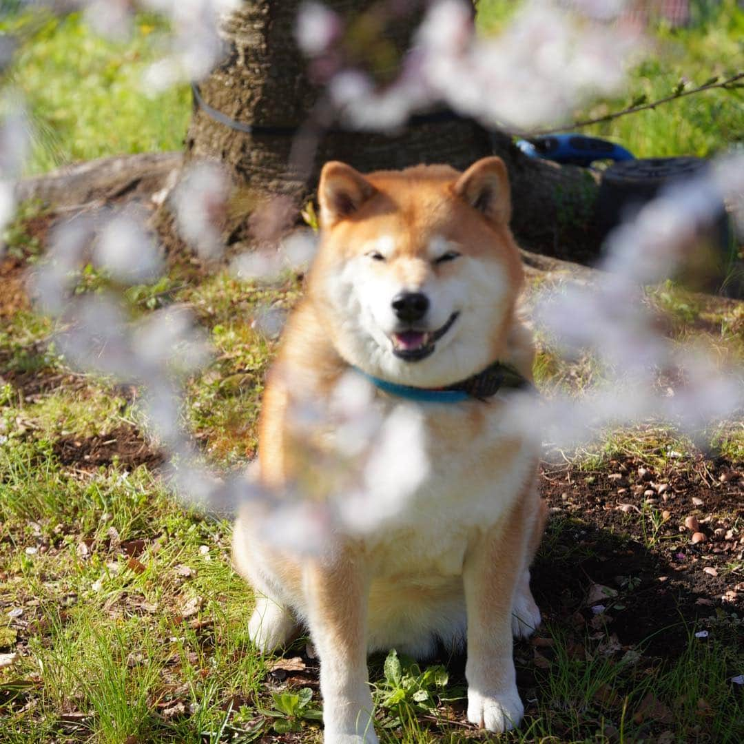 まる（まるたろう）さんのインスタグラム写真 - (まる（まるたろう）Instagram)「It’s the best time to look at the cherry blossoms.✨🌸🐶🌸✨この桜吹雪が目に入らぬか〜 根津にぱっと咲いた桜吹雪、よもや見忘れたたぁ言わせねぇぞ #根津山のまるさん #普段は毛皮で隠してる #脱いだらすごいんだからね」4月3日 19時04分 - marutaro